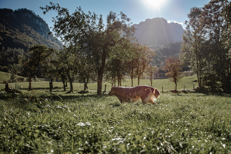 © thomassattler.at | Thomas Sattler