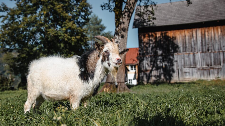 © thomassattler.at | Thomas Sattler