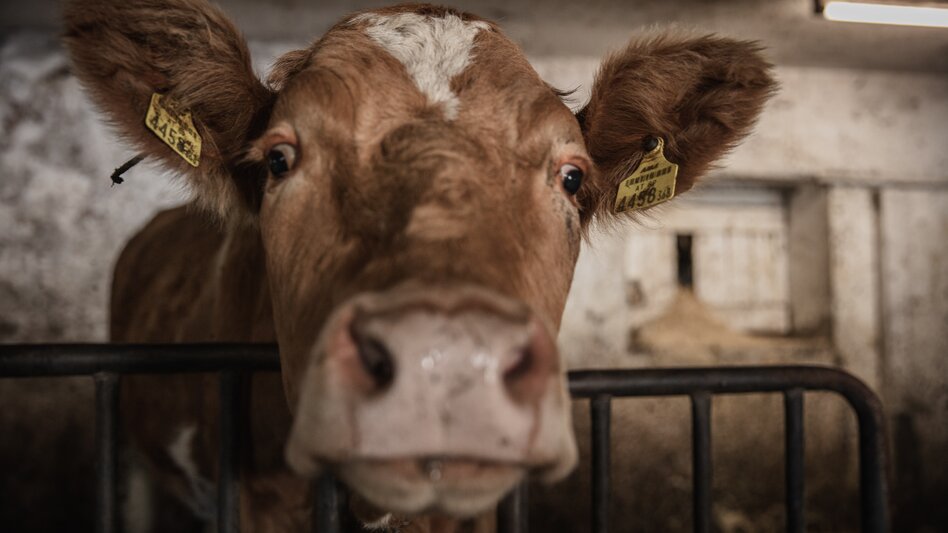 © thomassattler.at | Thomas Sattler